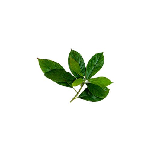 Productos Pachamama_0004s_0048_aguacate-hojas
